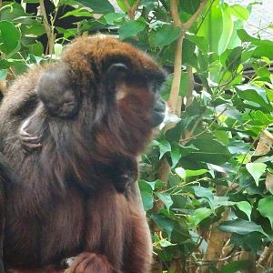 Coppery Titi monkey with baby 17 August 2025