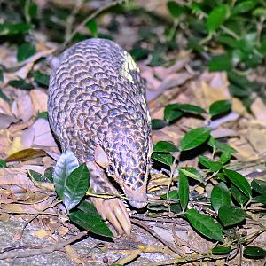 Chinese pangolin (Manis pentadactyla)