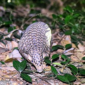 Chinese pangolin (Manis pentadactyla)