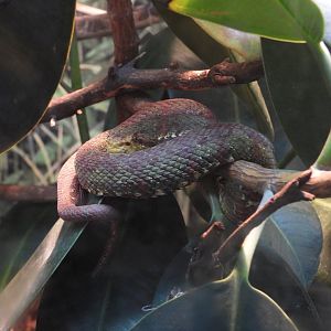 08/12/25 - Eyelash Viper (Bothriechis schlegelii)