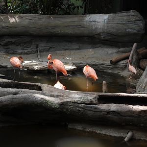 08/12/25 - American Flamingoes (Phoenicopterus ruber)