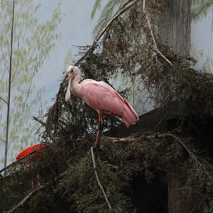08/12/25 - Roseate Spoonbill (Platalea ajaja)
