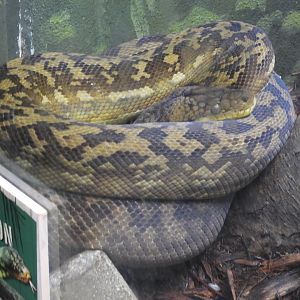 08/12/25 - Timor Python (Malayopython timoriensis)