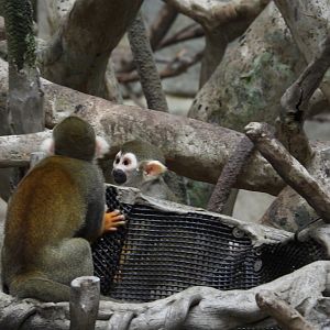 8/12/25 - Common Squirrel Monkey (Saimiri sciureus)