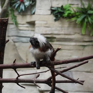 8/12/25 - Cotton-Top Tamarin (Saguinus oedipus)