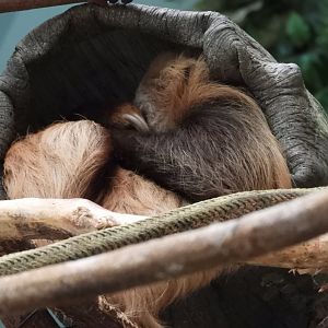 8/12/25 - Hoffmann's Two-Toed Sloth (Choloepus hoffmanni)