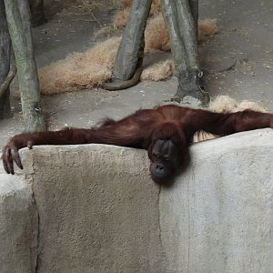 8/12/25 - Bornean Orangutan (Pongo pygmaeus)