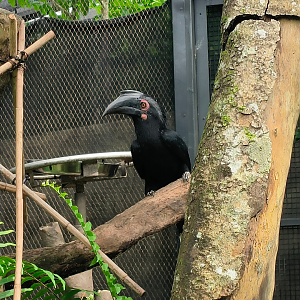 Black Hornbill (Anthracoceros malayanus)