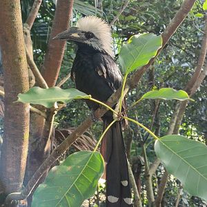 Western Long-Tailed Hornbill (Horizocerus albocristatus)
