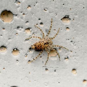 wall spider, Oecobius sp.