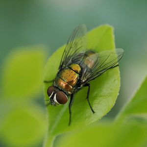 greenbottle fly, Lucilia sp.