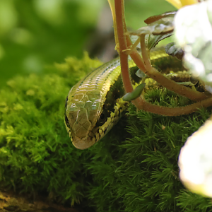 Longtail mabuya (Eutropis longicaudata)