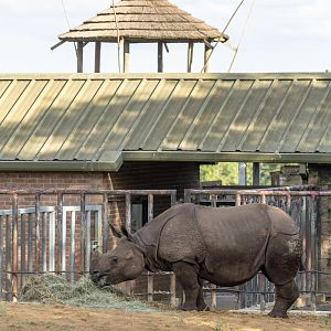 Greater one-horned rhinoceros : Whipsnade : 20 Jul 2025