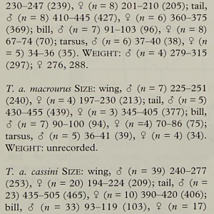 Measurements of Long-tailed Hornbills (Horizocerus sp.)