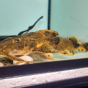 "Dwarf" Goonch (Bagarius vegrandis)