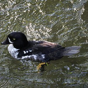 Barrow's goldeneye (Bucephala islandica)