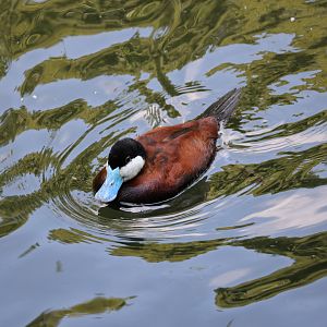 Ruddy duck (Oxyura jamaicensis)