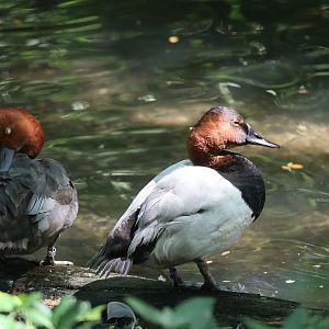 Redhead (Aythya americana) & Canvasback (Aythya valisineria)