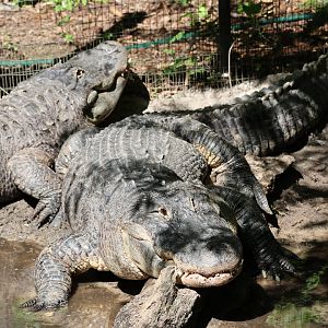American alligator (Alligator mississippiensis)