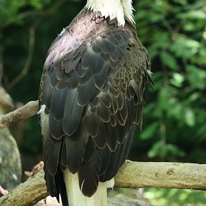 Bald eagle (Haliaeetus leucocephalus)