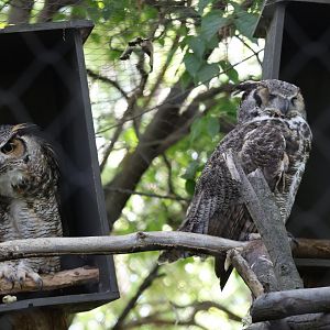 Great horned owl (Bubo virginianus)