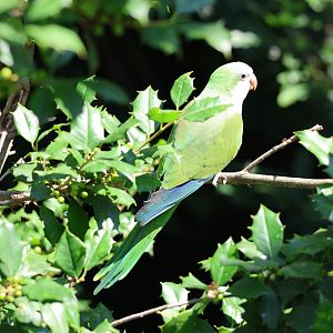 Monk parakeet (Myiopsitta monachus)