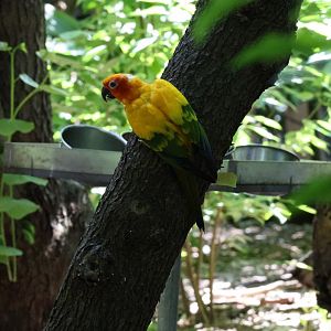 Sun conure (Aratinga solstitialis)