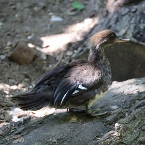Hooded merganser (Lophodytes cucullatus)