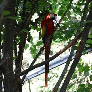 Scarlet macaw (Ara macao)