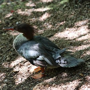 Common merganser (Mergus merganser)