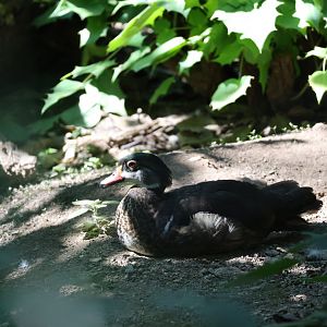 Wood duck (Aix sponsa)