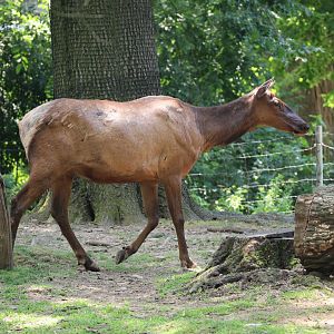 Roosevelt elk (Cervus canadensis roosevelti)