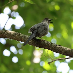 Gray catbird (Dumetella carolinensis)