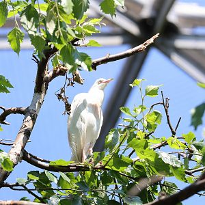Western cattle egret (Ardea ibis)