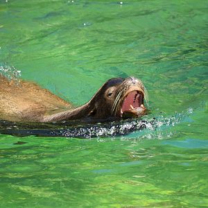 California sea lion (Zalophus californianus)