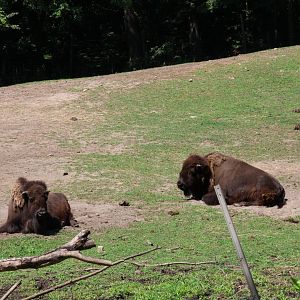 Plains bison (Bison bison bison)