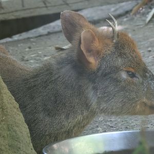 Southern pudu (Pudu puda)