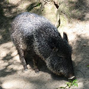 Chacoan peccary (Catagonus wagneri)