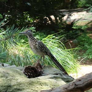 Greater roadrunner (Geococcyx californianus)
