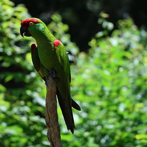 Thick-billed parrot (Rhynchopsitta pachyrhyncha)