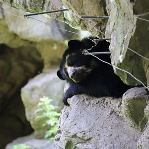 Spectacled bear (Tremarctos ornatus)