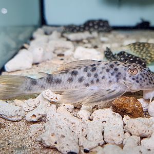 Gainsboro Pleco, L012 (Ancistomus feldbergae)