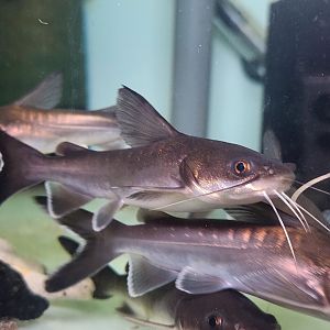 Blue Salmon Catfish (Neoarius graeffei)