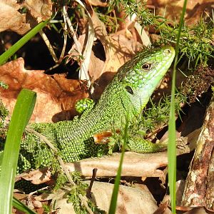 Lacerta bilineata