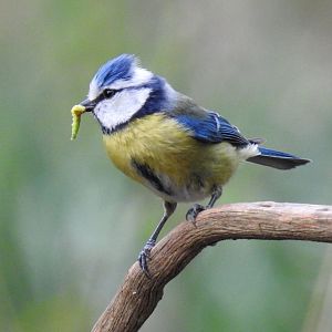 Cyanistes caeruleus