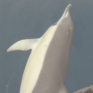Delphinus delphis