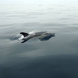 Delphinus delphis