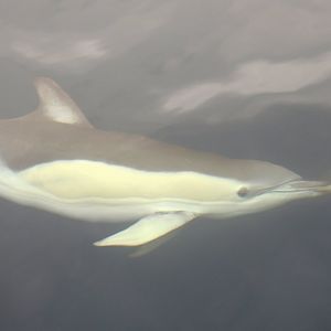Delphinus delphis