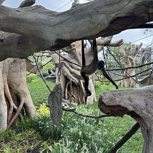 Tropical Forests- Spider Monkey