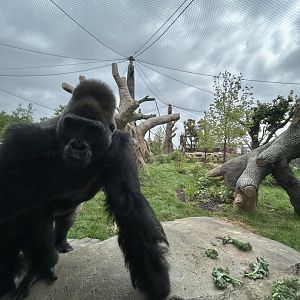 Tropical Forests- Gorilla